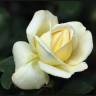 Vanilla Rose (Ванильная роза) база (MDF) 5мл