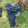 Royal grape (Королевский виноград) база 5мл