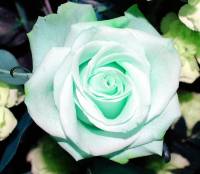Mint rose (Мятная роза) база 5мл