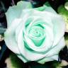 Mint rose (Мятная роза) база 5мл