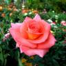 Иранская роза БАЗА