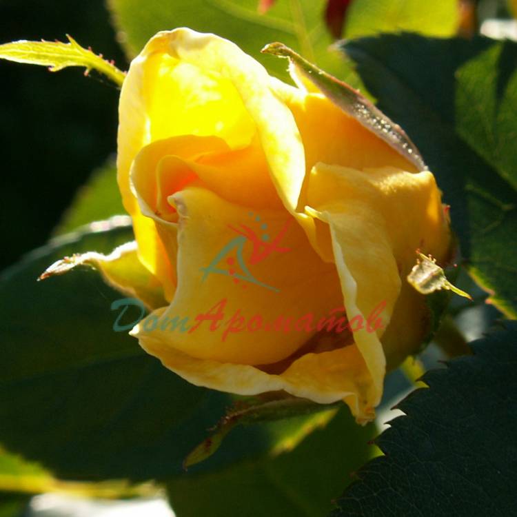 Отдушка "Чайная роза" (N)