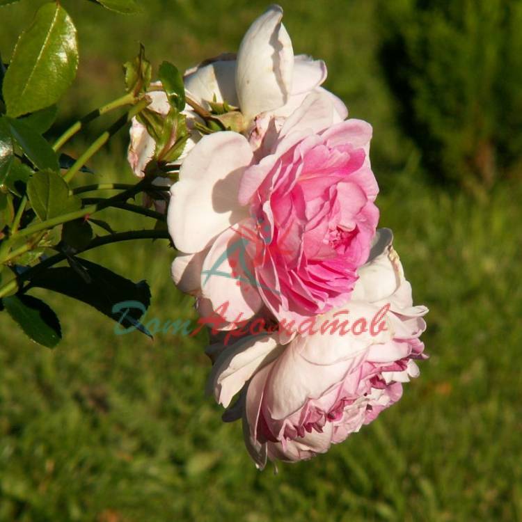 Роза гидролат 200мл
