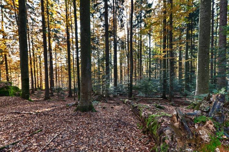 Bavarian forest (Баварский лес) база 5мл
