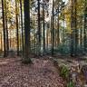 Bavarian forest (Баварский лес) база 5мл