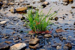 TRIA (трия) база 5мл