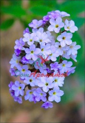 Вератровый альдегид 10% ДПГ 5мл