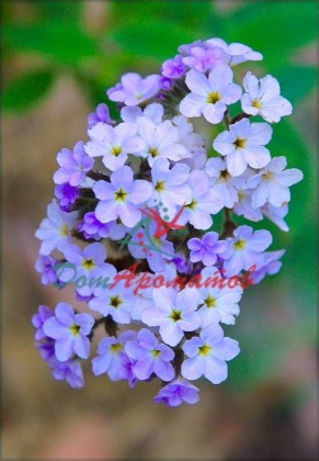 Вератровый альдегид 10% ДПГ 5мл