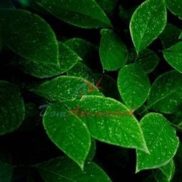 ИЗОЦИКЛОЦИТРАЛЬ IFF (isoCYCLOCITRAL IFF)