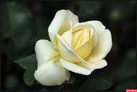 Vanilla Rose (Ванильная роза) база (MDF) 5мл