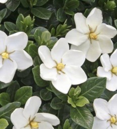 ВЕРТАЦЕТАЛЬ FLOROPAL (Т) 5мл