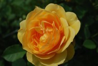 Роза в янтаре база (MDF) 5мл