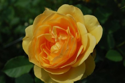 Роза в янтаре база (MDF) 5мл