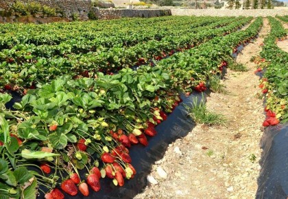 Отдушка "Клубничное поле"