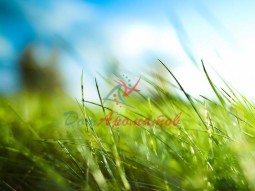 Вертолифф 5мл