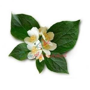 Неролин бромелия