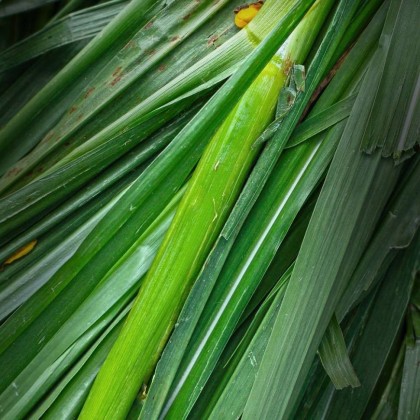 Ветивера терпены VETYVER TERPENES (PCW) 5мл