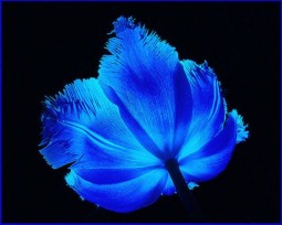 Альдегидно-цветочная база 1 (MDF) 5мл