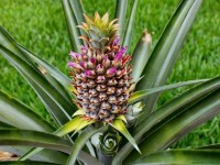 Аллил Амил Гликолят (Т) 5мл