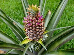 Аллил Амил Гликолят (Т) 5мл