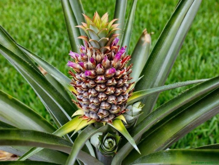 Аллил Амил Гликолят (Т) 5мл