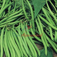 GREEN BEAN (зелёная фасоль) база 5мл
