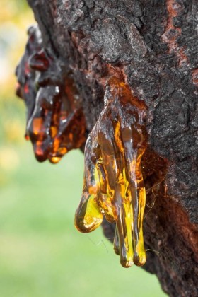 Бальзам и смола база (MDF) 5мл