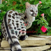 Цивет синт. 10% в ДПГ 5мл