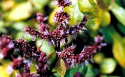 Бальзамический пачули база (MDF) 5мл