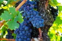 Альдегид Винограда