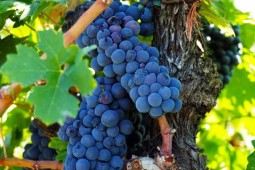 Альдегид Винограда