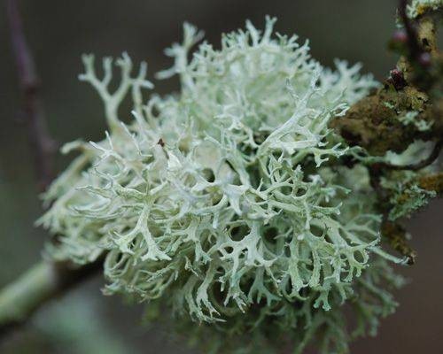 Лайм и мох база (MDF) 5мл