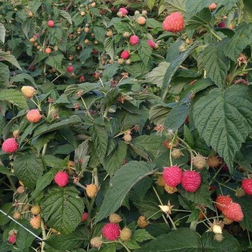 Отдушка "Малиновая поляна"