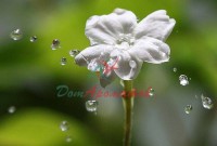 ILLUSION (Иллюзия) База  5мл