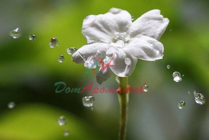 ILLUSION (Иллюзия) База  5мл