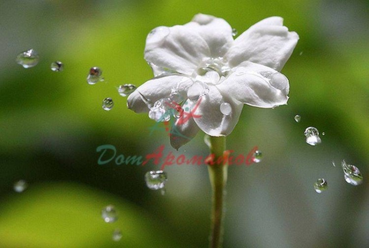 ILLUSION (Иллюзия) База  5мл