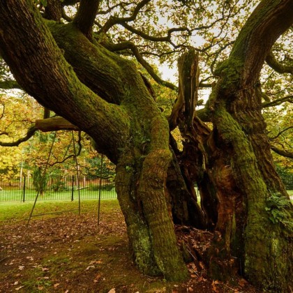 Старый дуб база (MDF) 5мл