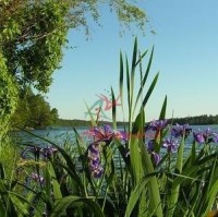 ЦИКЛОАЦЕТАТ (ВЕРТЕНЕКС)