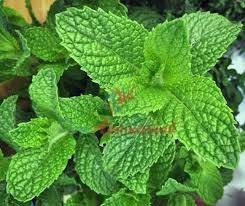 IRANIAN MINT 50% В ДПГ БАЗА 5мл