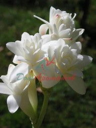 Цис Жасмон (CIS JASMONE) 5мл