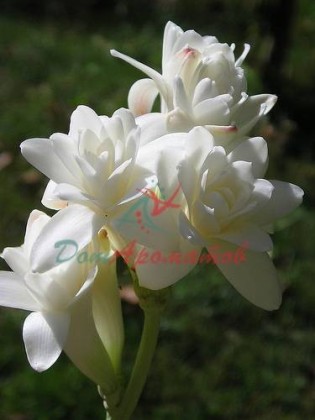 Цис Жасмон (CIS JASMONE) 5мл