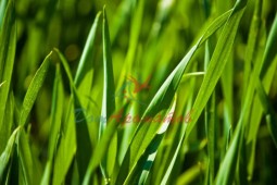 ЦИС-3 гексинилацетат 5мл