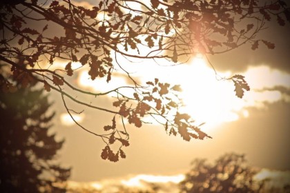 Теплый мускус база (MDF) 5мл