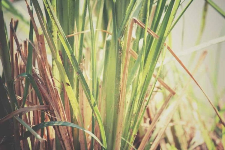 Ветивер и древесина база