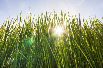 Ветивер и мускус база (MDF) 5мл