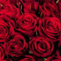 Альдегид Розовый