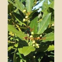 LAURUS NOBILIS 50% В ДПГ БАЗА 5мл