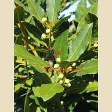 LAURUS NOBILIS 50% В ДПГ БАЗА 5мл