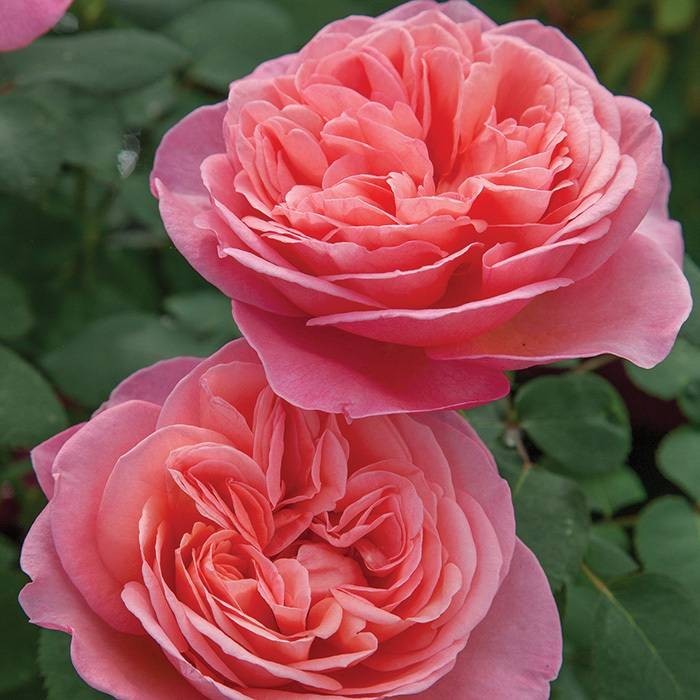 Медовая роза база (MDF) 5мл