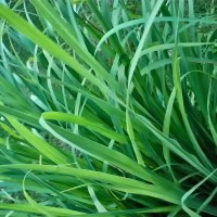 Цитронеллаль (Citronellal) (Т) 5мл